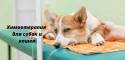 Химиотерапия для собак и кошек